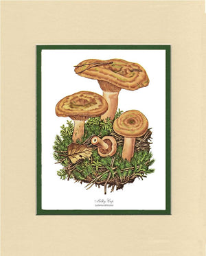 Milky Cap Mushroom
