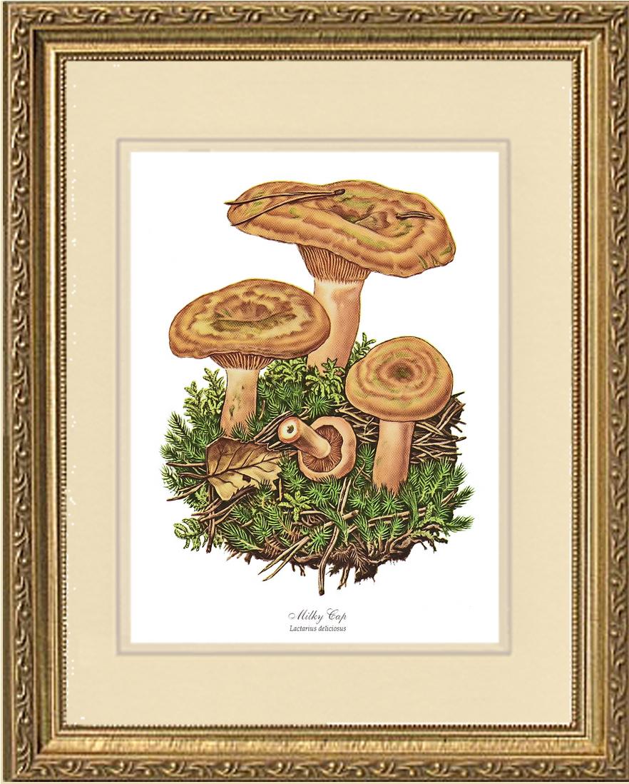 Milky Cap Mushroom | Vintage Mushroom Art Print