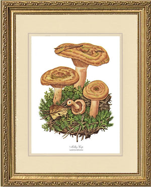 Milky Cap Mushroom