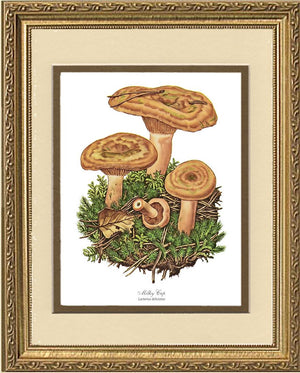 Milky Cap Mushroom