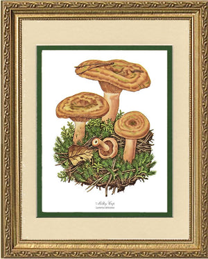 Milky Cap Mushroom