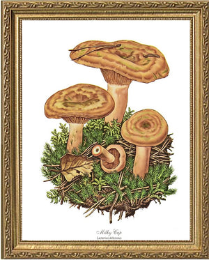 Milky Cap Mushroom