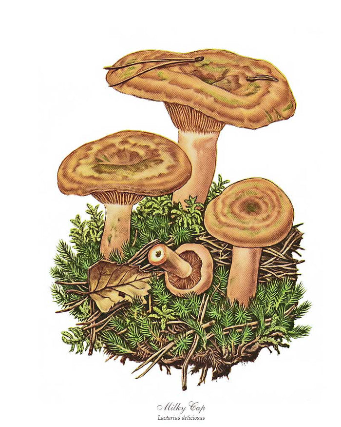 Milky Cap Mushroom