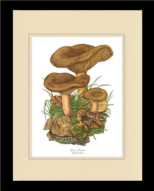 Brown Rollrim Mushroom