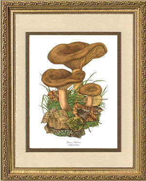 Brown Rollrim Mushroom