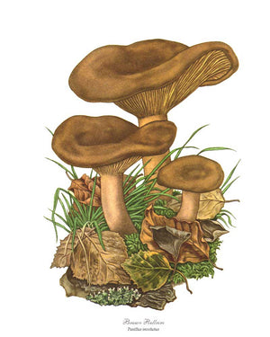Mushroom Print: Brown Rollrim Mushroom