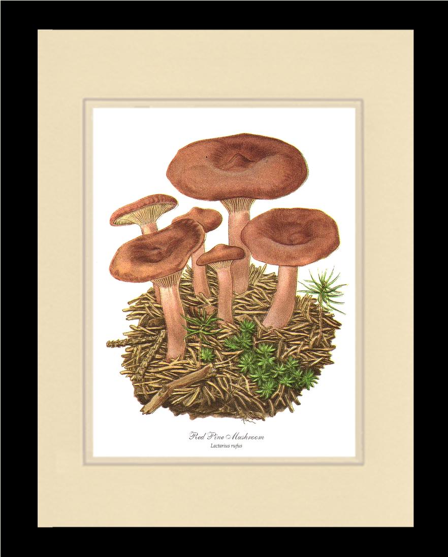 Red Pine Mushroom | Vintage Mushroom Art Print