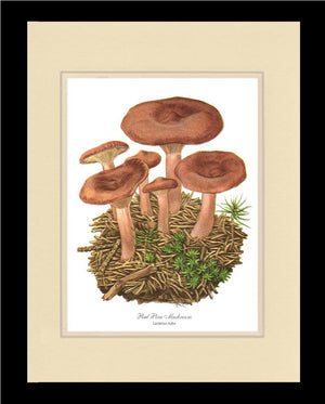 Red Pine Mushroom