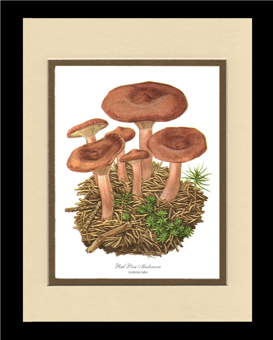 Red Pine Mushroom | Vintage Mushroom Art Print