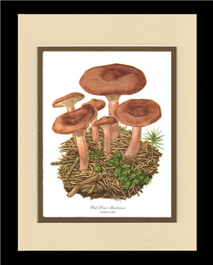 Red Pine Mushroom