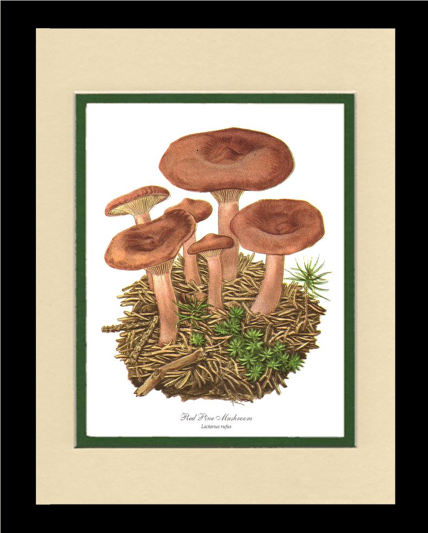 Red Pine Mushroom | Vintage Mushroom Art Print