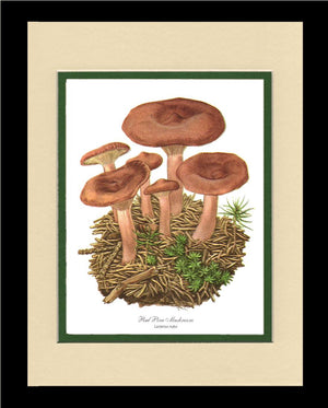 Red Pine Mushroom