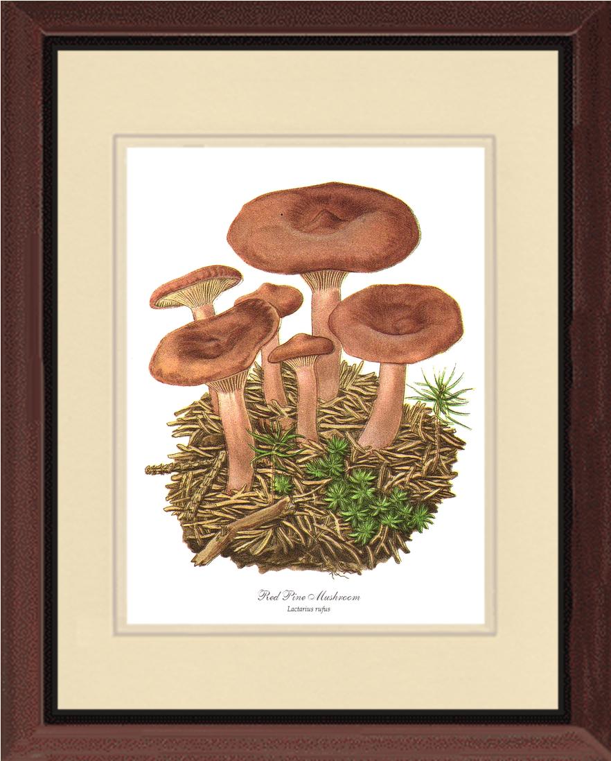 Red Pine Mushroom | Vintage Mushroom Art Print