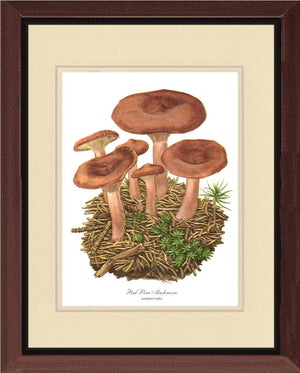 Red Pine Mushroom