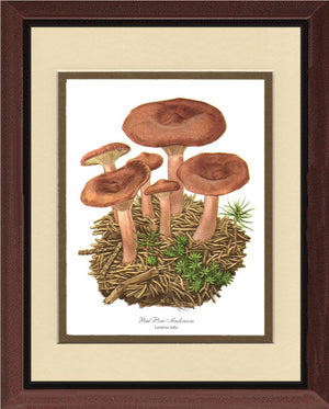 Red Pine Mushroom