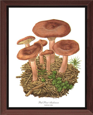 Red Pine Mushroom