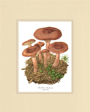 Red Pine Mushroom