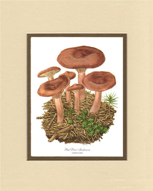 Red Pine Mushroom