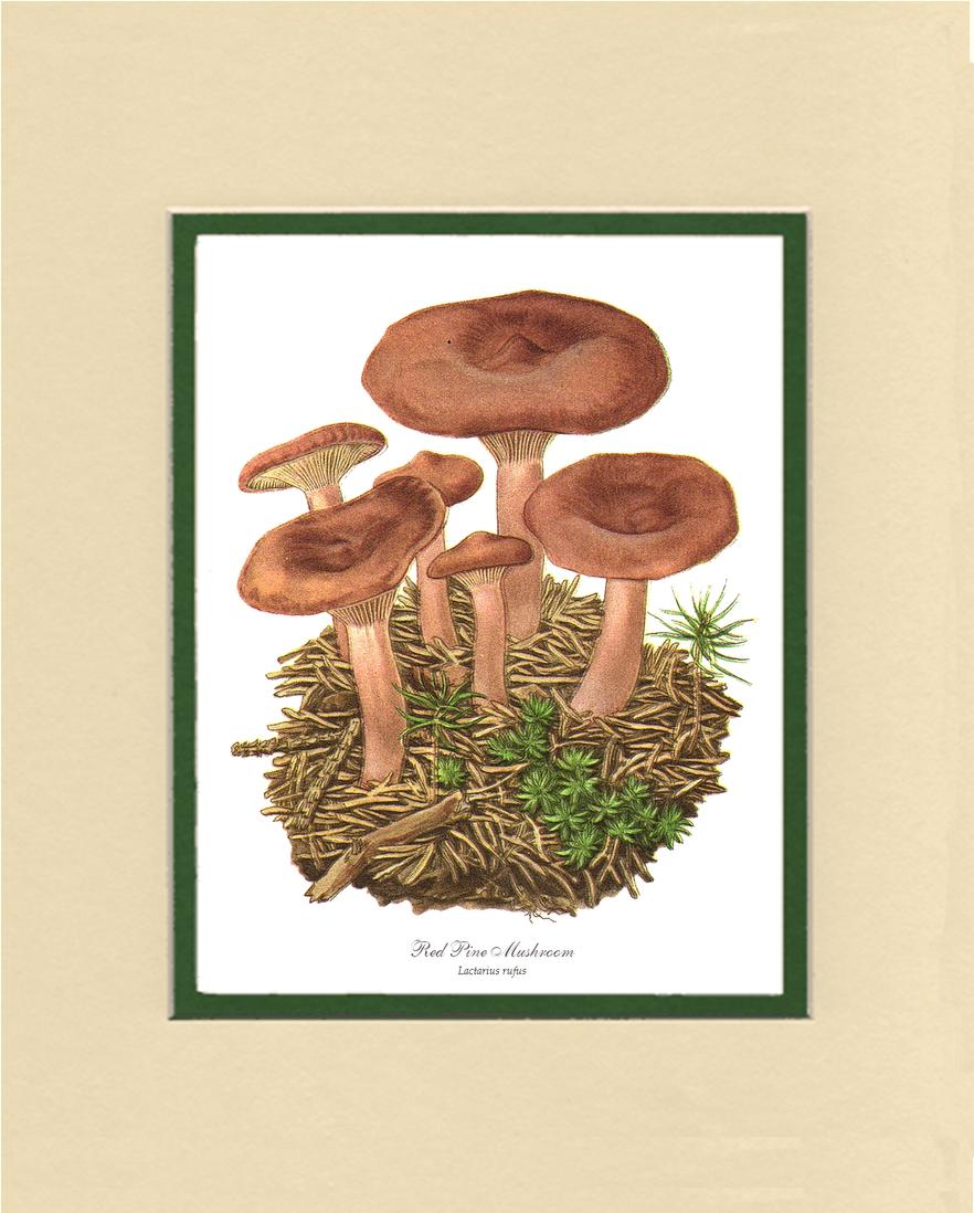 Red Pine Mushroom | Vintage Mushroom Art Print