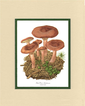 Red Pine Mushroom