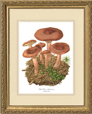 Red Pine Mushroom