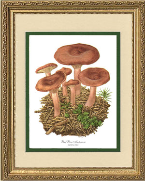 Red Pine Mushroom