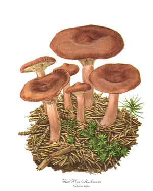 Mushroom Print: Red Pine Mushroom