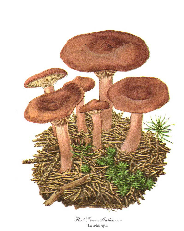 Red Pine Mushroom