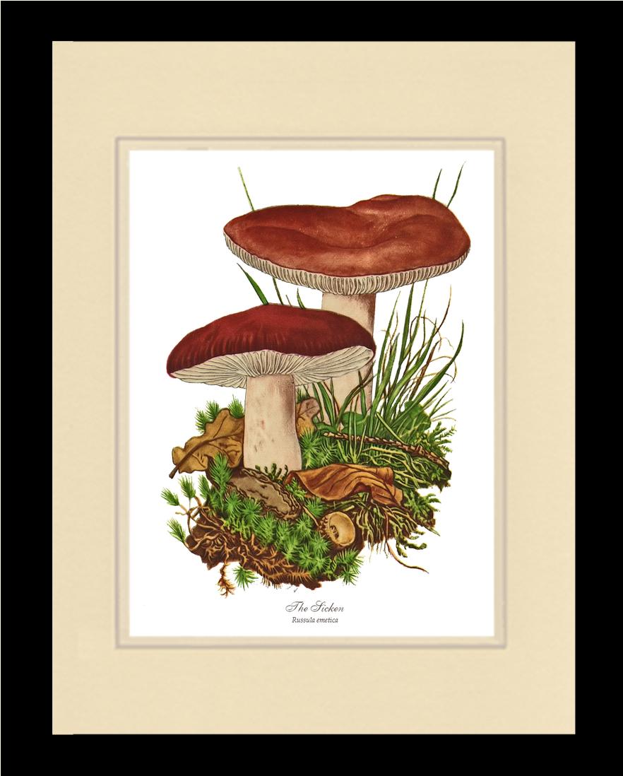 Sicken Mushroom | Vintage Mushroom Art Print
