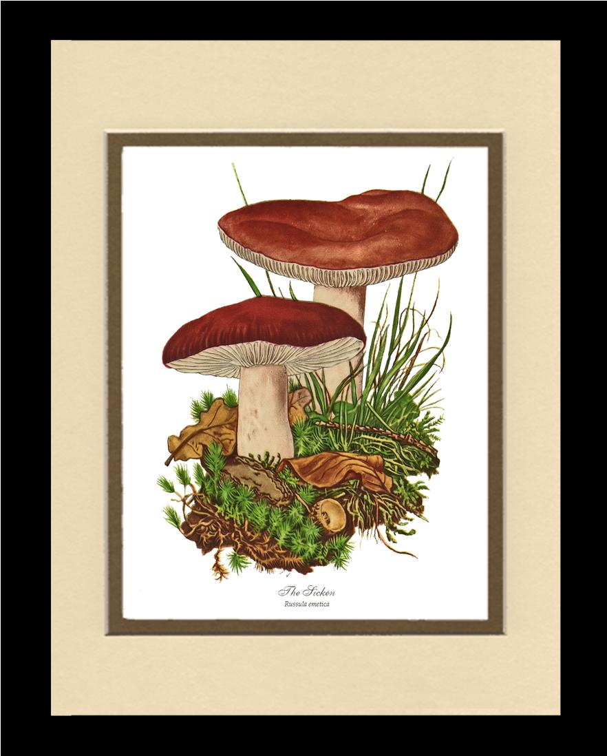 Sicken Mushroom | Vintage Mushroom Art Print