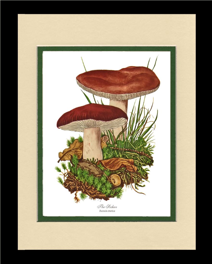 Sicken Mushroom | Vintage Mushroom Art Print
