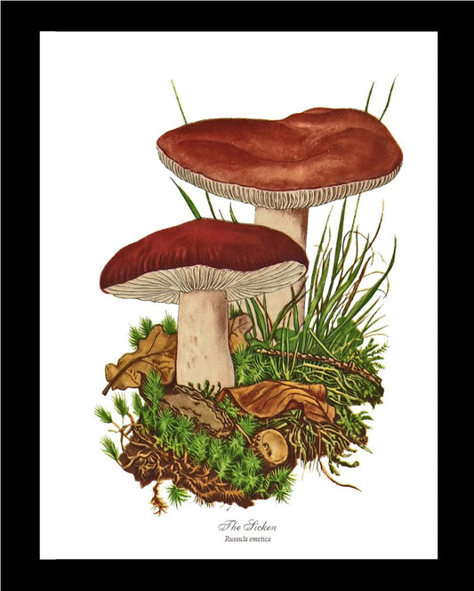 Sicken Mushroom | Vintage Mushroom Art Print