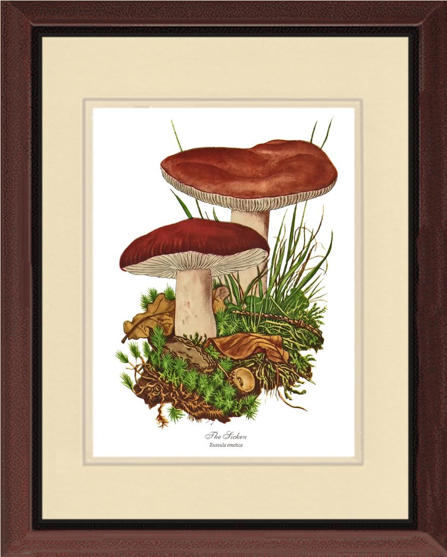 Sicken Mushroom | Vintage Mushroom Art Print