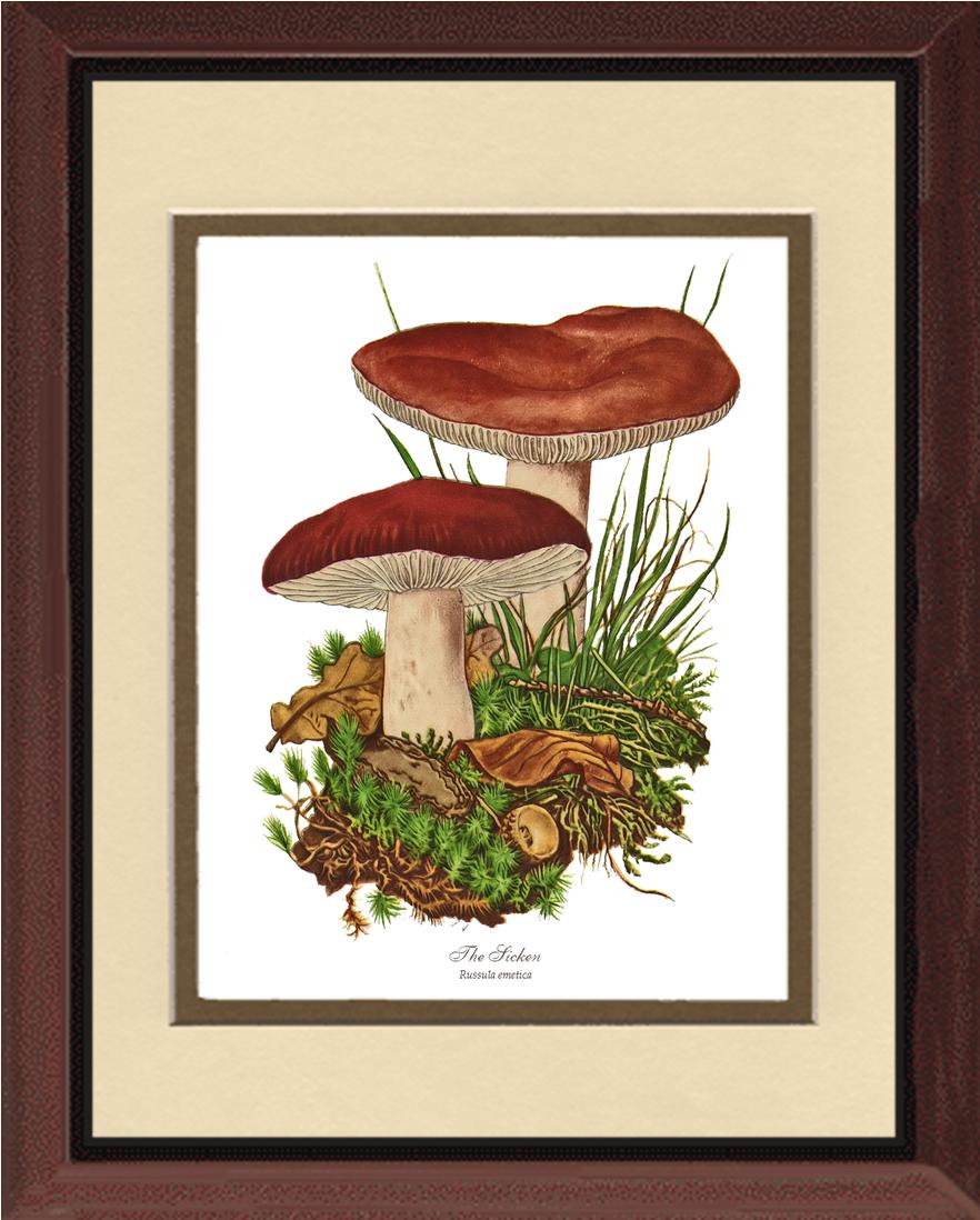 Sicken Mushroom | Vintage Mushroom Art Print