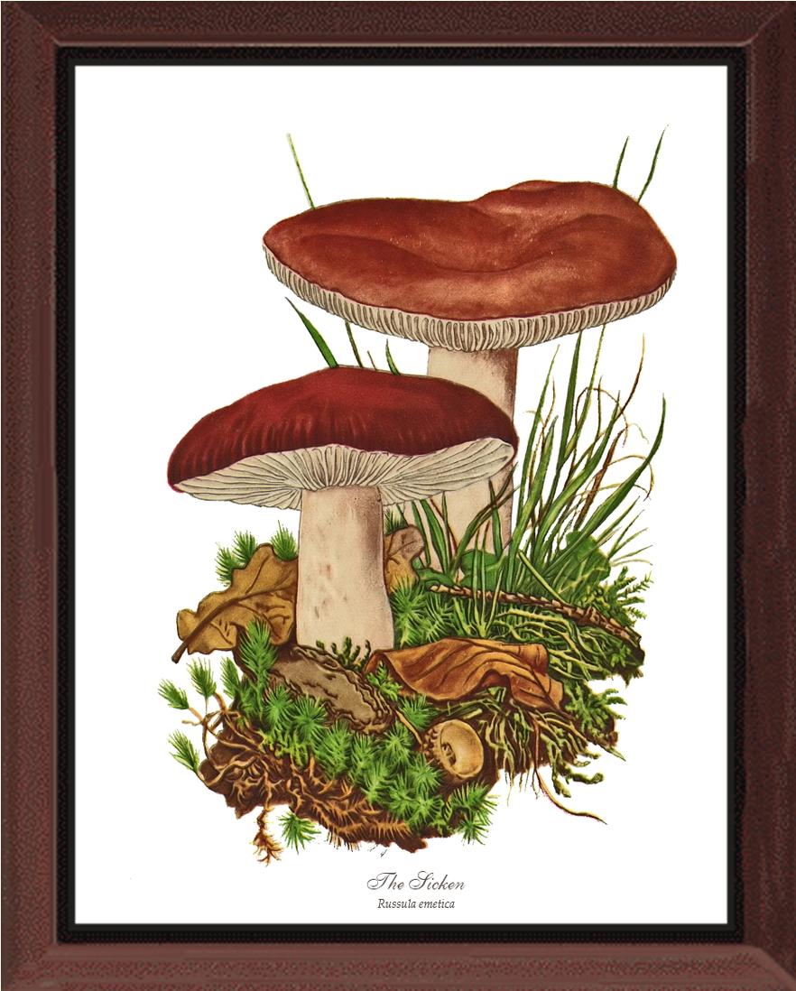 Sicken Mushroom | Vintage Mushroom Art Print