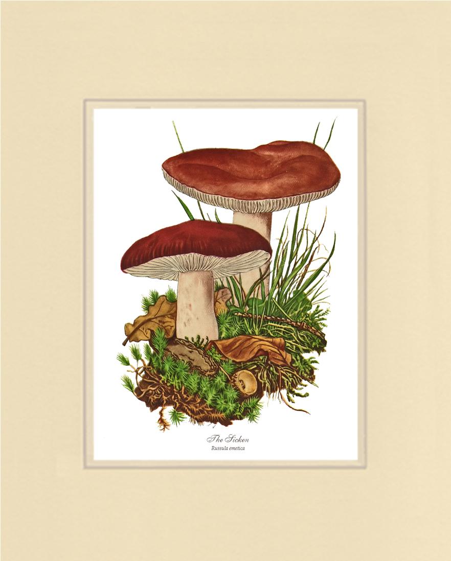 Sicken Mushroom | Vintage Mushroom Art Print
