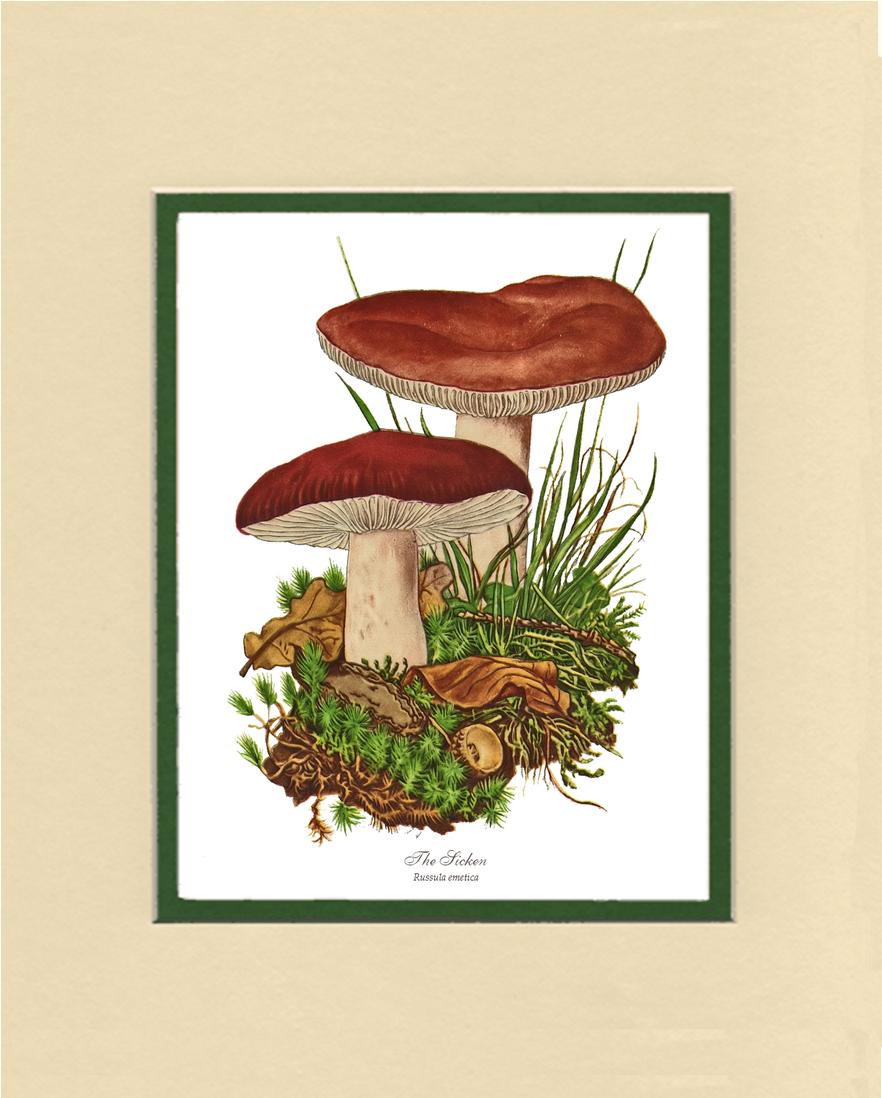 Sicken Mushroom | Vintage Mushroom Art Print