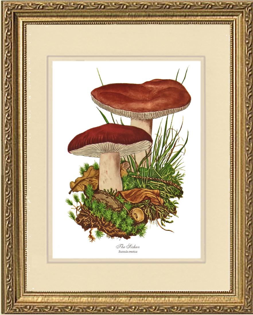 Sicken Mushroom | Vintage Mushroom Art Print
