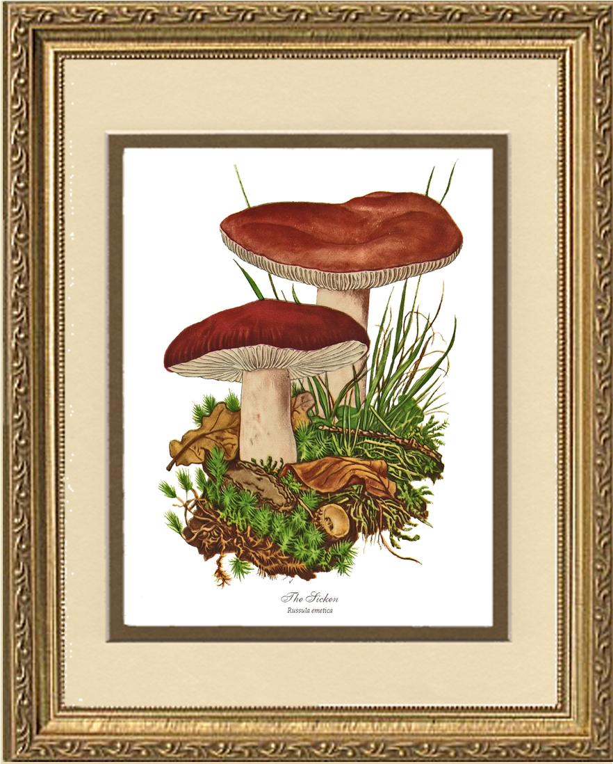 Sicken Mushroom | Vintage Mushroom Art Print