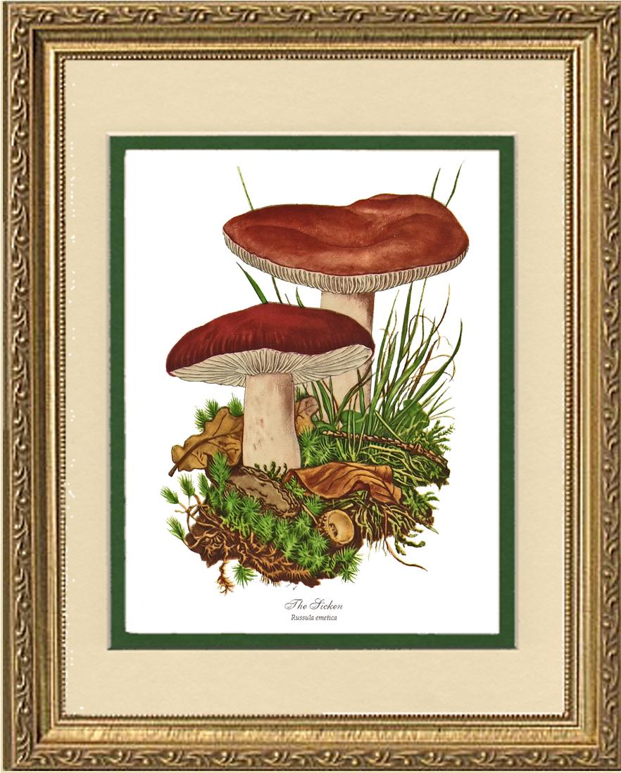 Sicken Mushroom | Vintage Mushroom Art Print