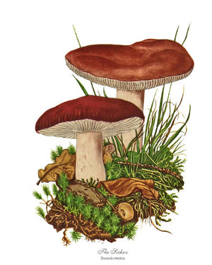 Mushroom Print: Sicken Mushroom