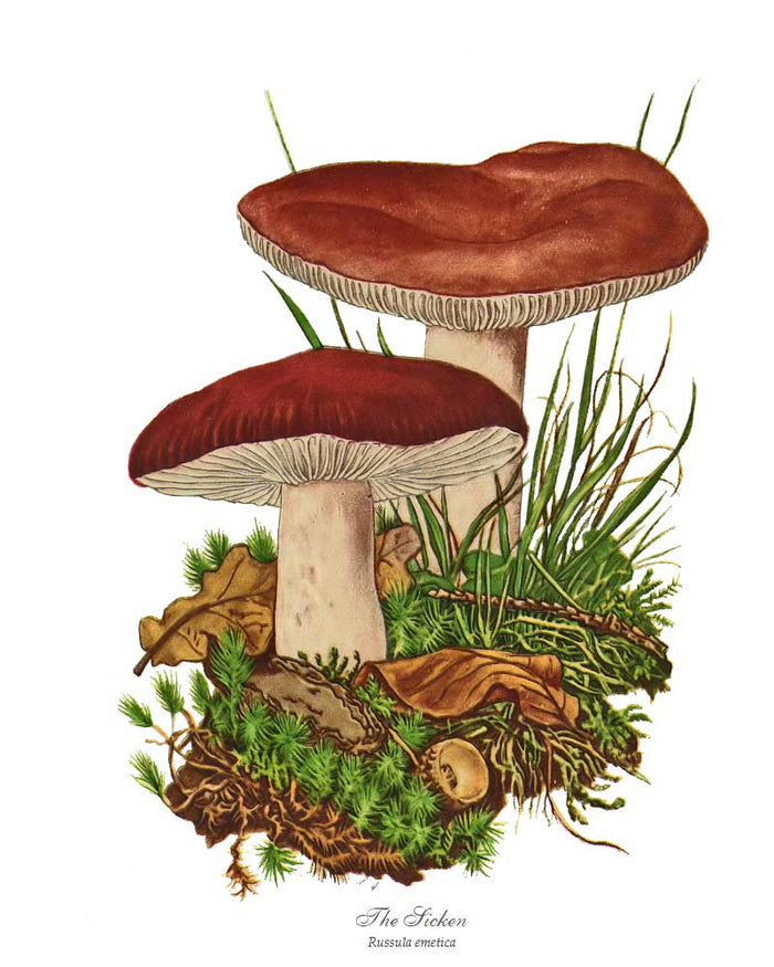 Sicken Mushroom