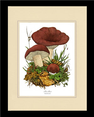 Flirt Mushroom