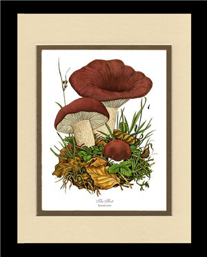 Flirt Mushroom