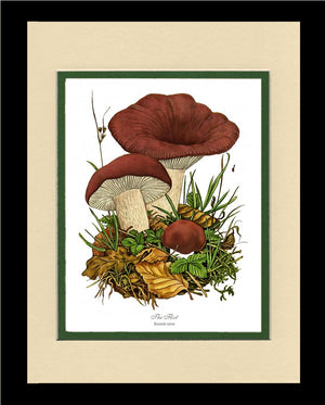 Flirt Mushroom