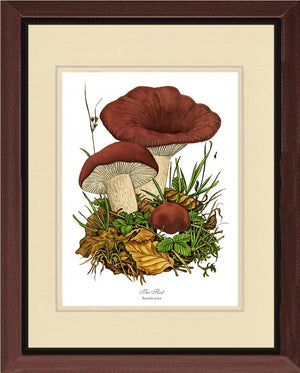 Flirt Mushroom