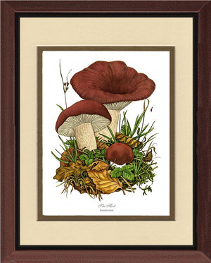Flirt Mushroom