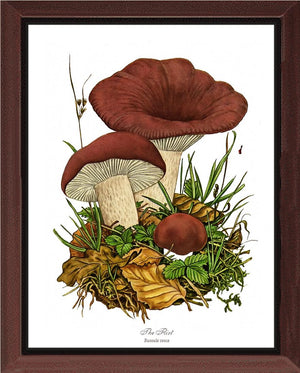 Flirt Mushroom