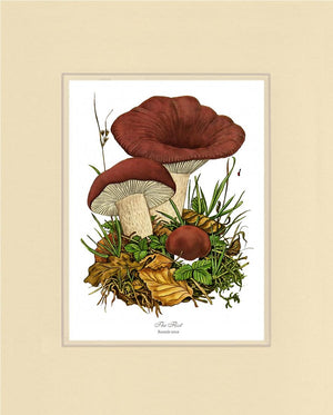 Flirt Mushroom