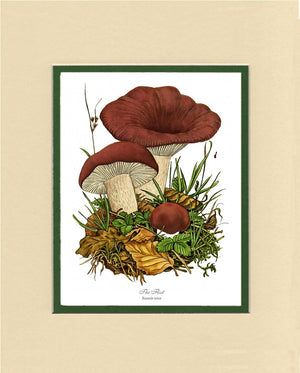 Flirt Mushroom